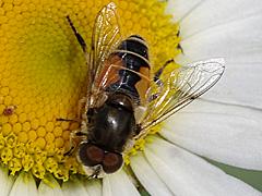 Syrphid Fly